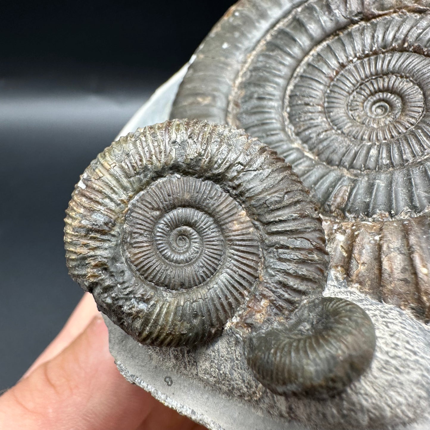 Dactylioceras Multi ammonite fossil with box and stand - Whitby, North Yorkshire Jurassic Coast, Yorkshire Fossils