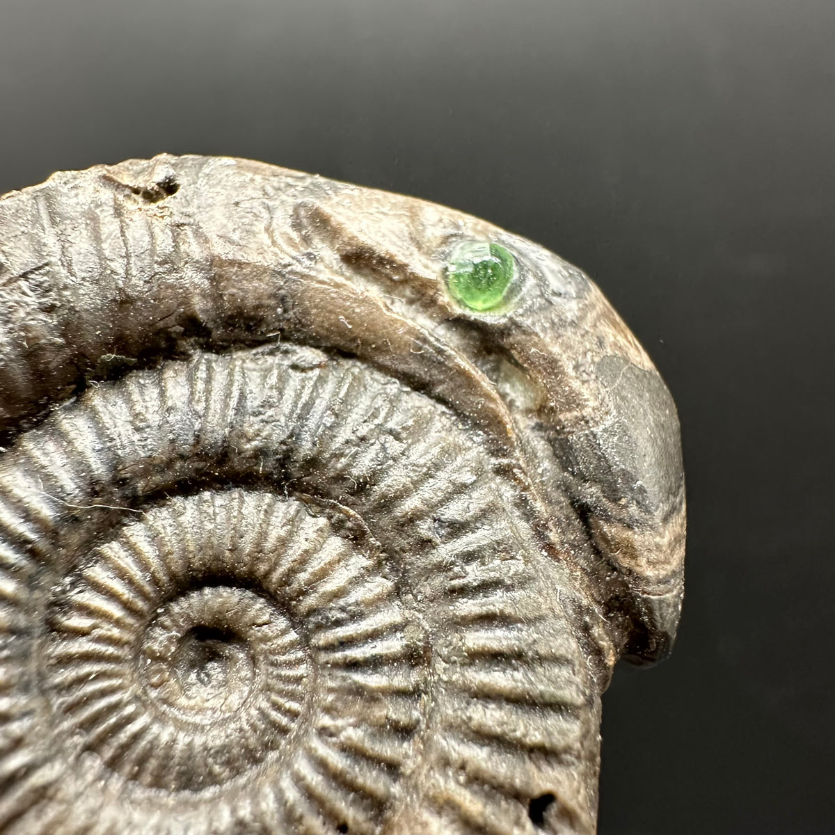 Snakestone Ammonite Fossil With Bag/Box And Stand - Whitby, North Yorkshire Jurassic Coast Yorkshire Fossils