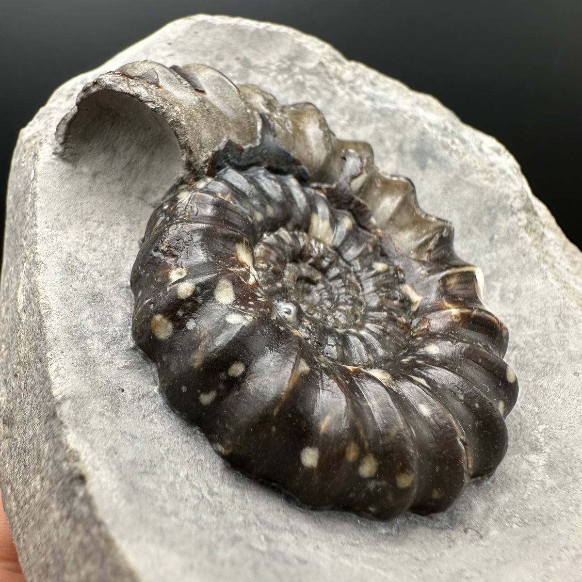 Androgynoceras maculatum ammonite fossil with stand - Whitby, North Yorkshire Jurassic Coast Yorkshire Fossils