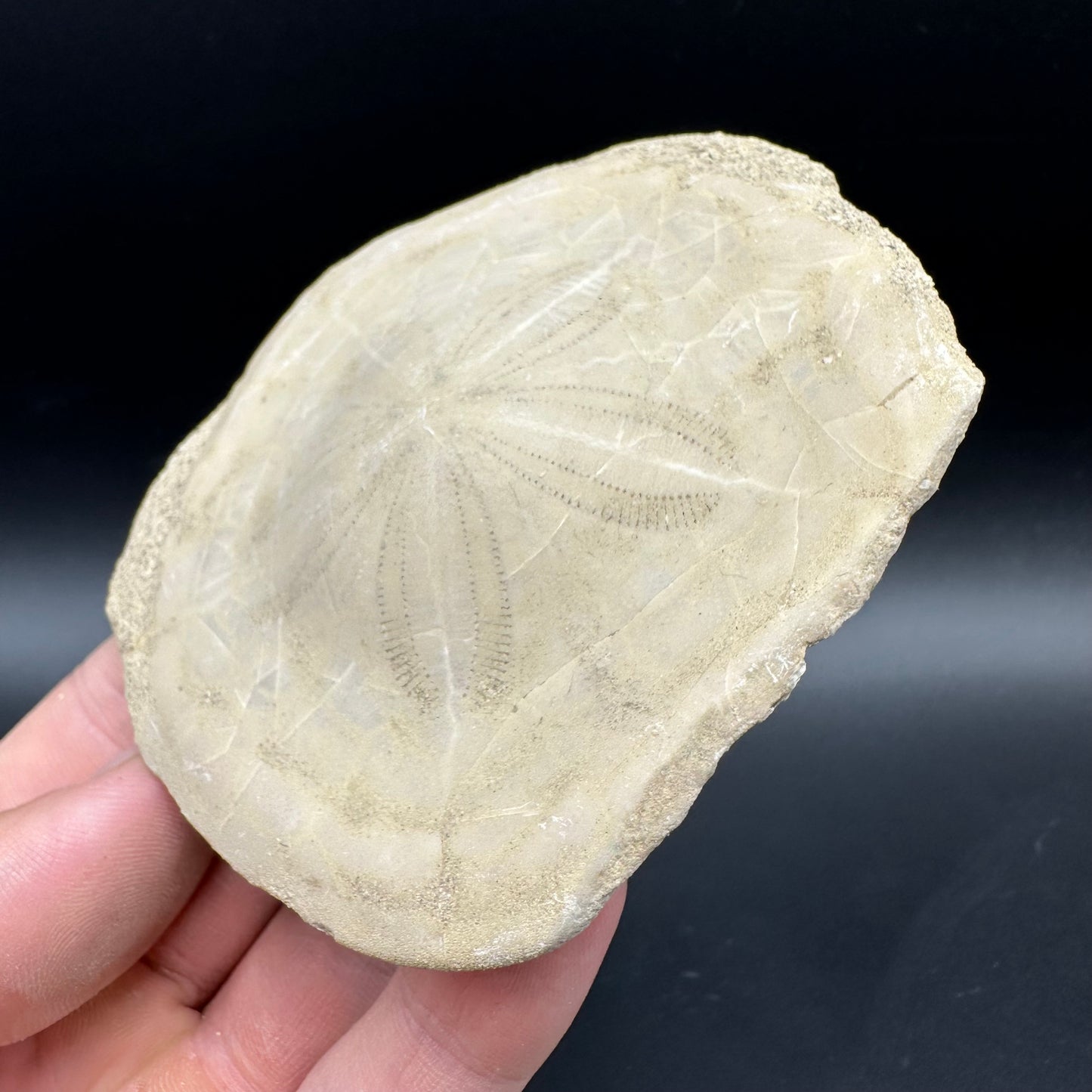 Echinoid (Sea Urchin) Fossil With Box And Stand - Indonesian Echinoid Fossil Indonesia
