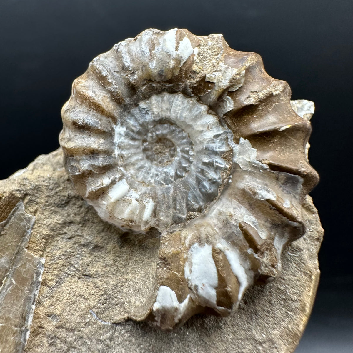 Androgynoceras capricornus Ammonite Fossil With Stand - Whitby, North Yorkshire Jurassic Coast Yorkshire Fossils