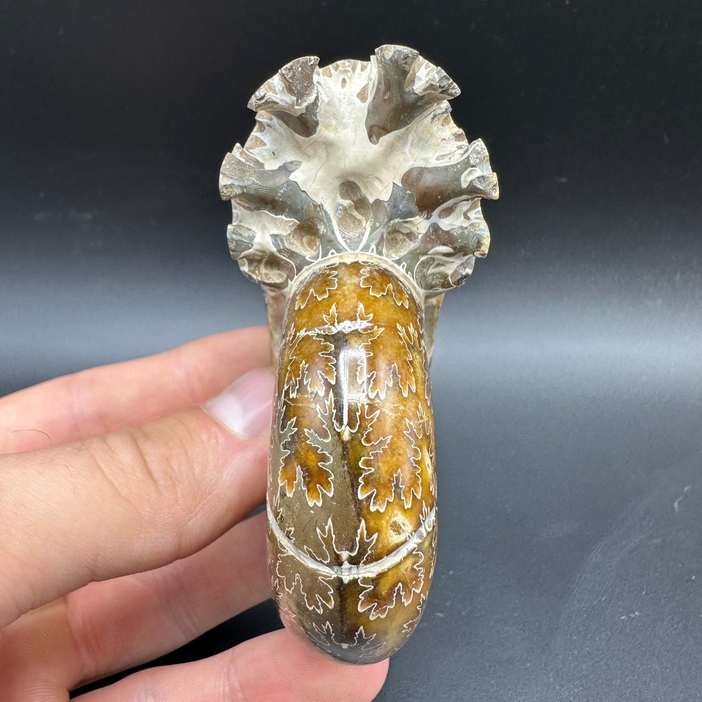 Puzosia Ammonite Fossil With Box And Stand - Cretaceous Ammonite Madagascar