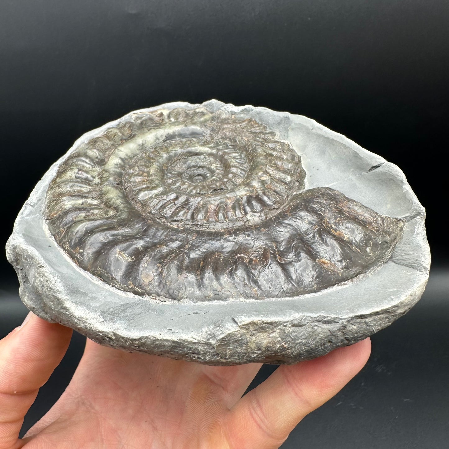 Hildoceras lusitanicum Ammonite nodule (split pair) Fossil With Stand - Whitby, North Yorkshire Jurassic Coast Yorkshire Fossils