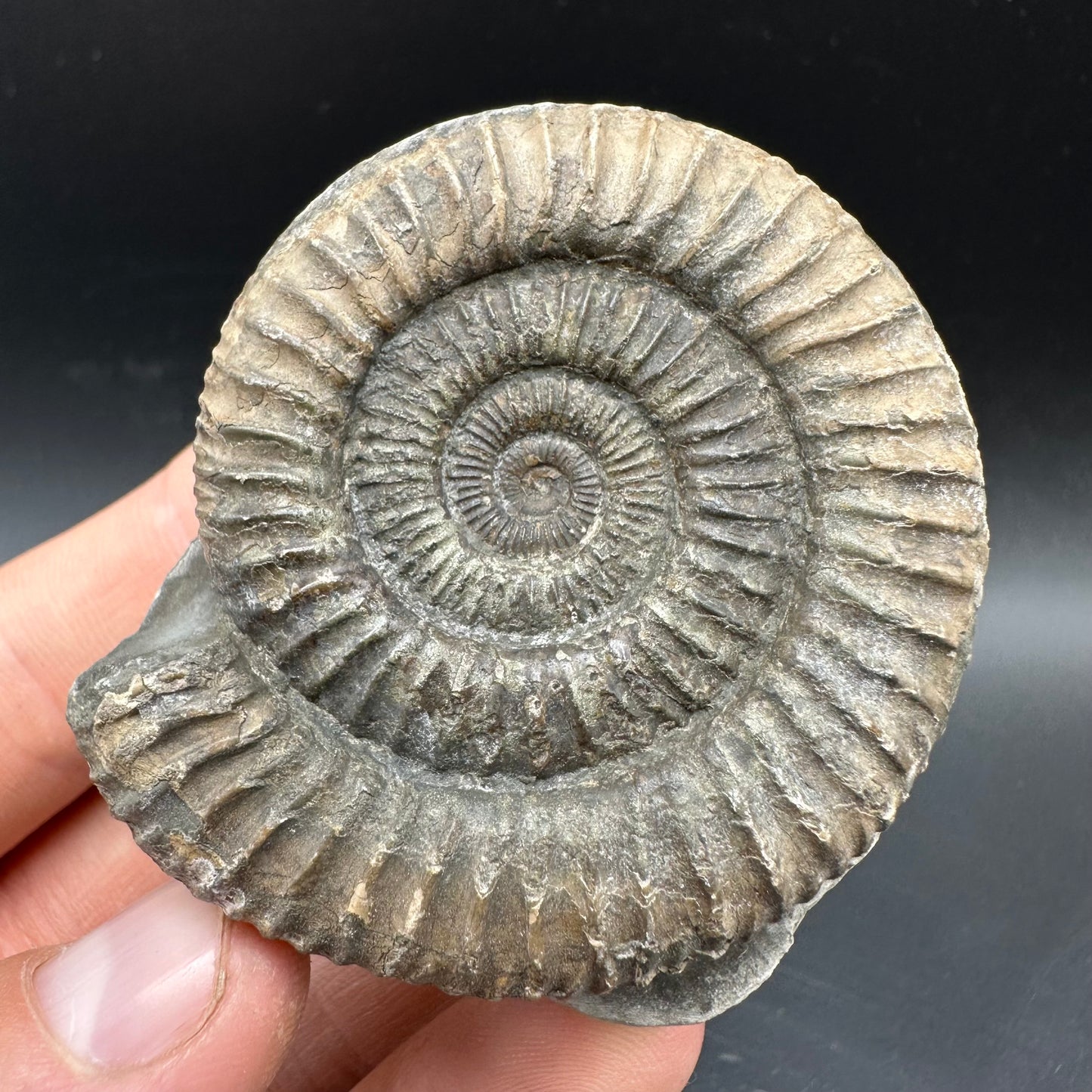 Dactylioceras Ammonite Fossil With box and Stand - Whitby, North Yorkshire Jurassic Coast Yorkshire Fossils