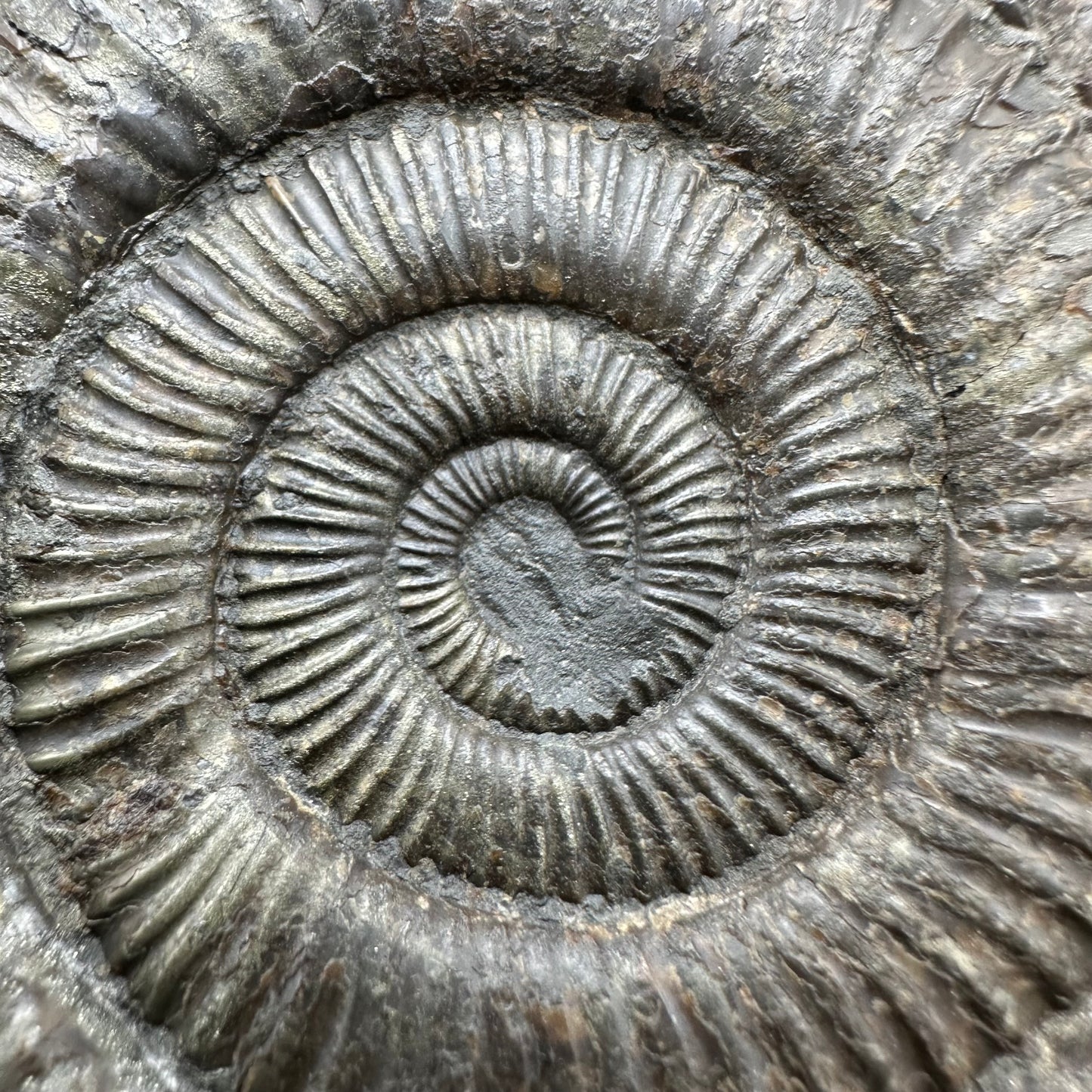 Dactylioceras Ammonite Fossil With Box And Stand - Whitby, North Yorkshire Jurassic Coast Yorkshire Fossils