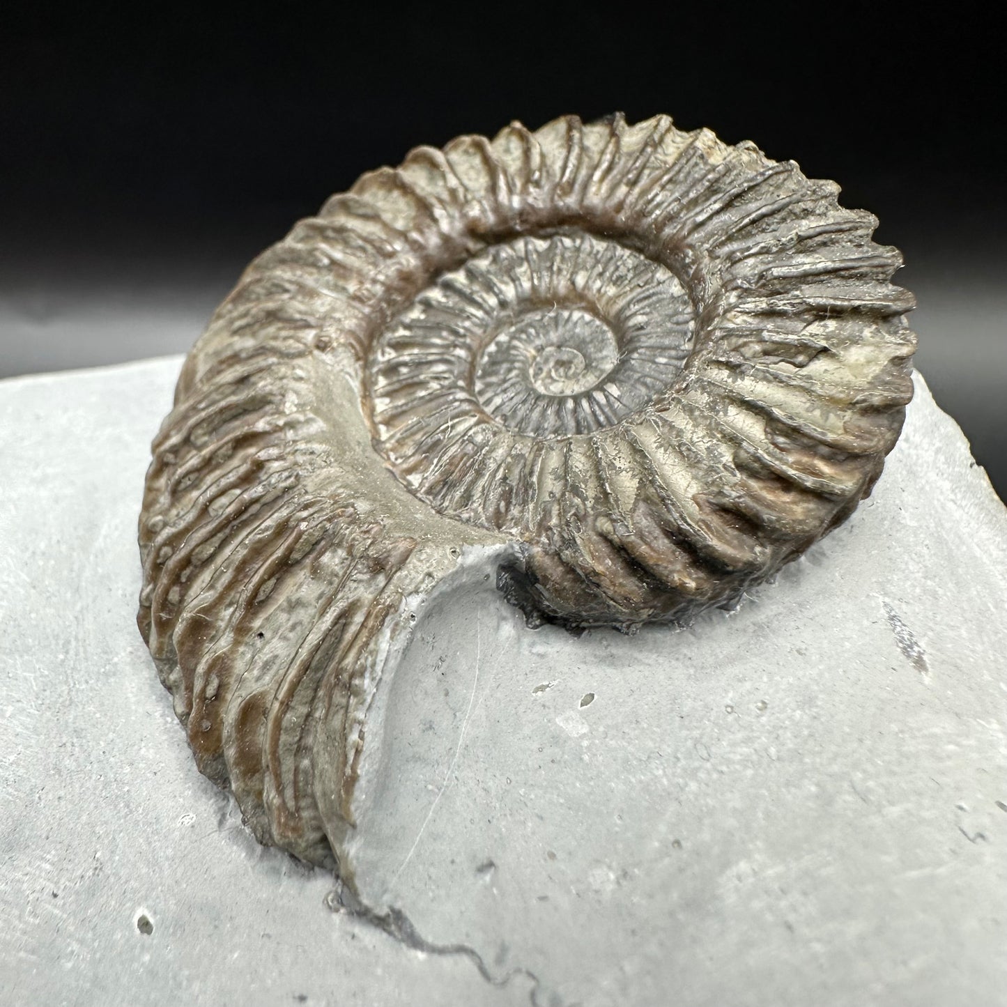 Schlothemia angulata ammonite fossil with box and stand - Whitby, North Yorkshire Jurassic Coast, Yorkshire fossils