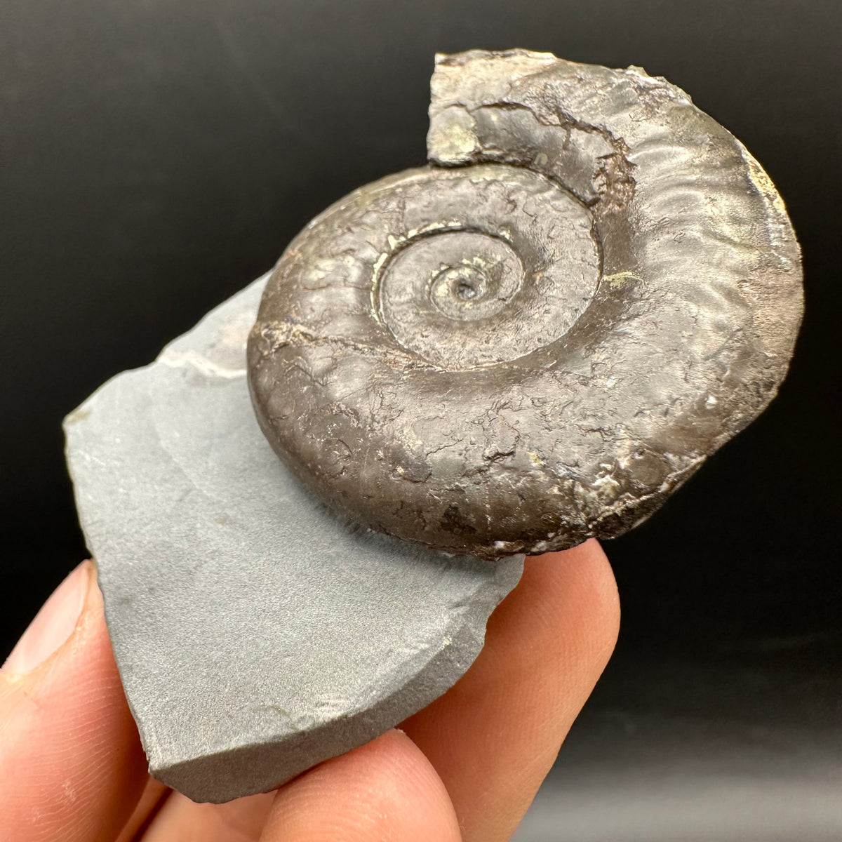 Grammoceras thoaurense Ammonite shell fossil with box and stand - Whitby, North Yorkshire, Yorkshire Fossils from the Jurassic Coast