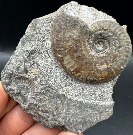 Harpoceras Sp. Ammonite fossil with box and stand - Whitby, North Yorkshire Jurassic Coast Yorkshire Fossils