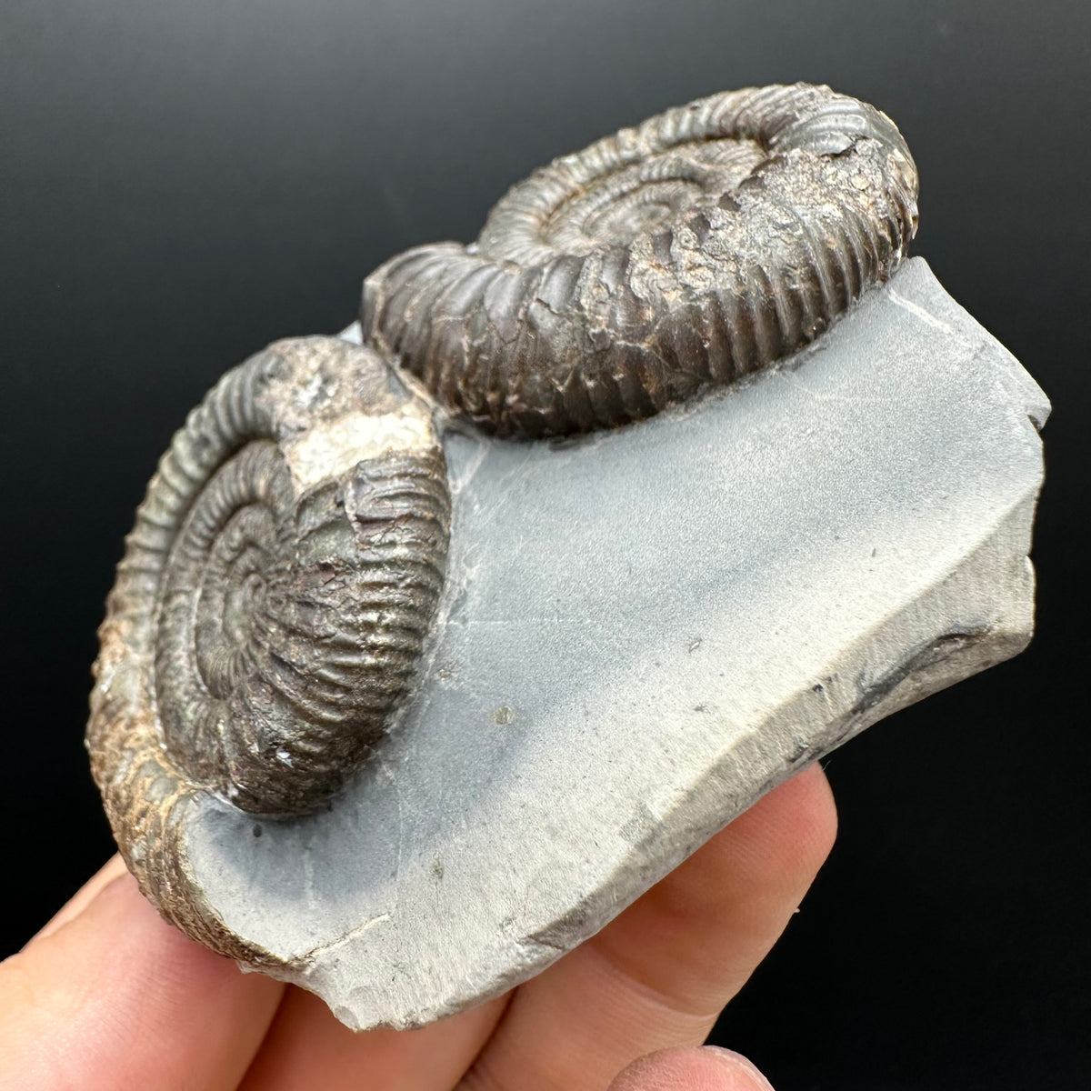 Dactylioceras Ammonite Fossil With Stand - Whitby, North Yorkshire Jurassic Coast Yorkshire Fossils