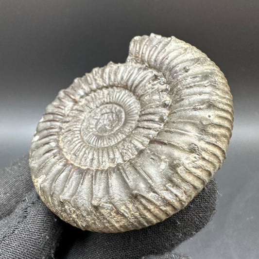 Peronoceras fibulatum Ammonite fossil with box and stand - Whitby, North Yorkshire Jurassic Coast Yorkshire Fossils