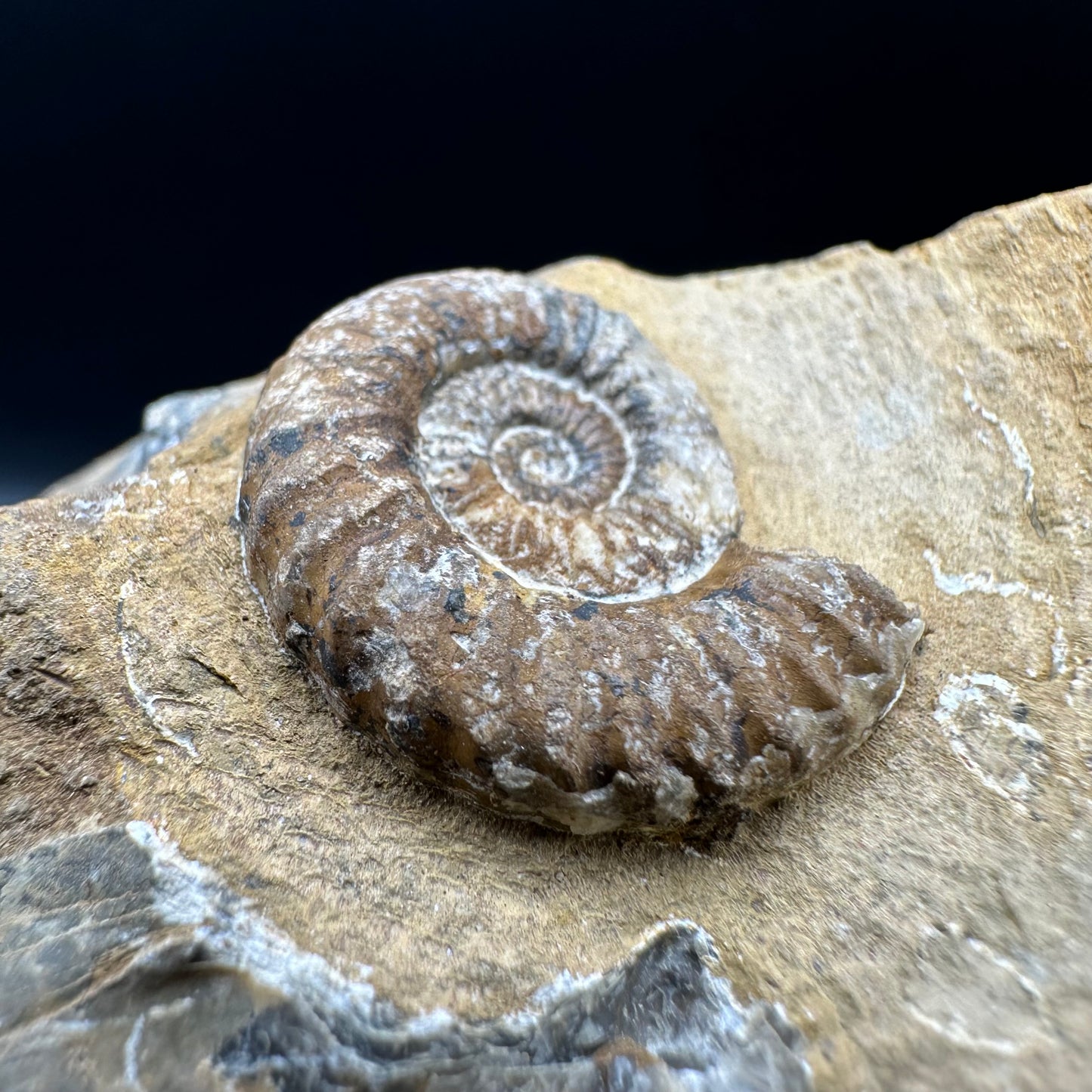 Androgynoceras capricornus Ammonite fossil with box and stand - Whitby, North Yorkshire Jurassic Coast Yorkshire Fossils