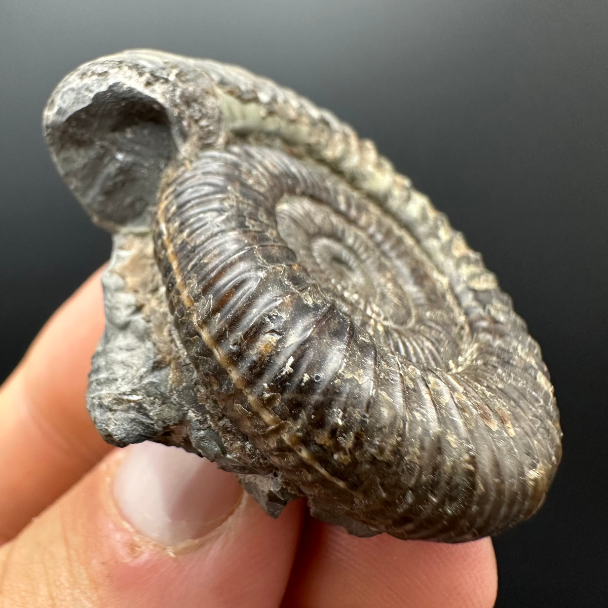 Dactylioceras Ammonite Fossil With box and Stand - Whitby, North Yorkshire Jurassic Coast Yorkshire Fossils