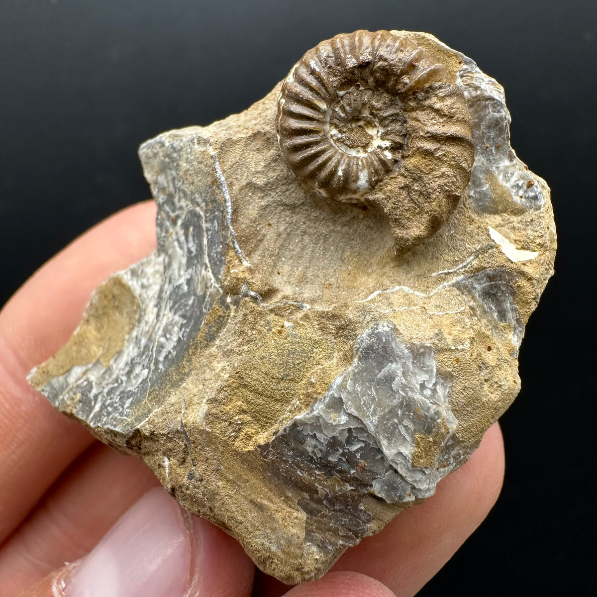 Androgynoceras capricornus Ammonite Fossil With Stand - Whitby, North Yorkshire Jurassic Coast Yorkshire Fossils