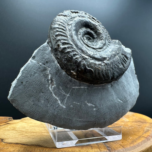 Hildoceras Bifrons Ammonite fossil with box and stand - Whitby, North Yorkshire Jurassic Coast, Yorkshire Fossils from the Jurassic Coast