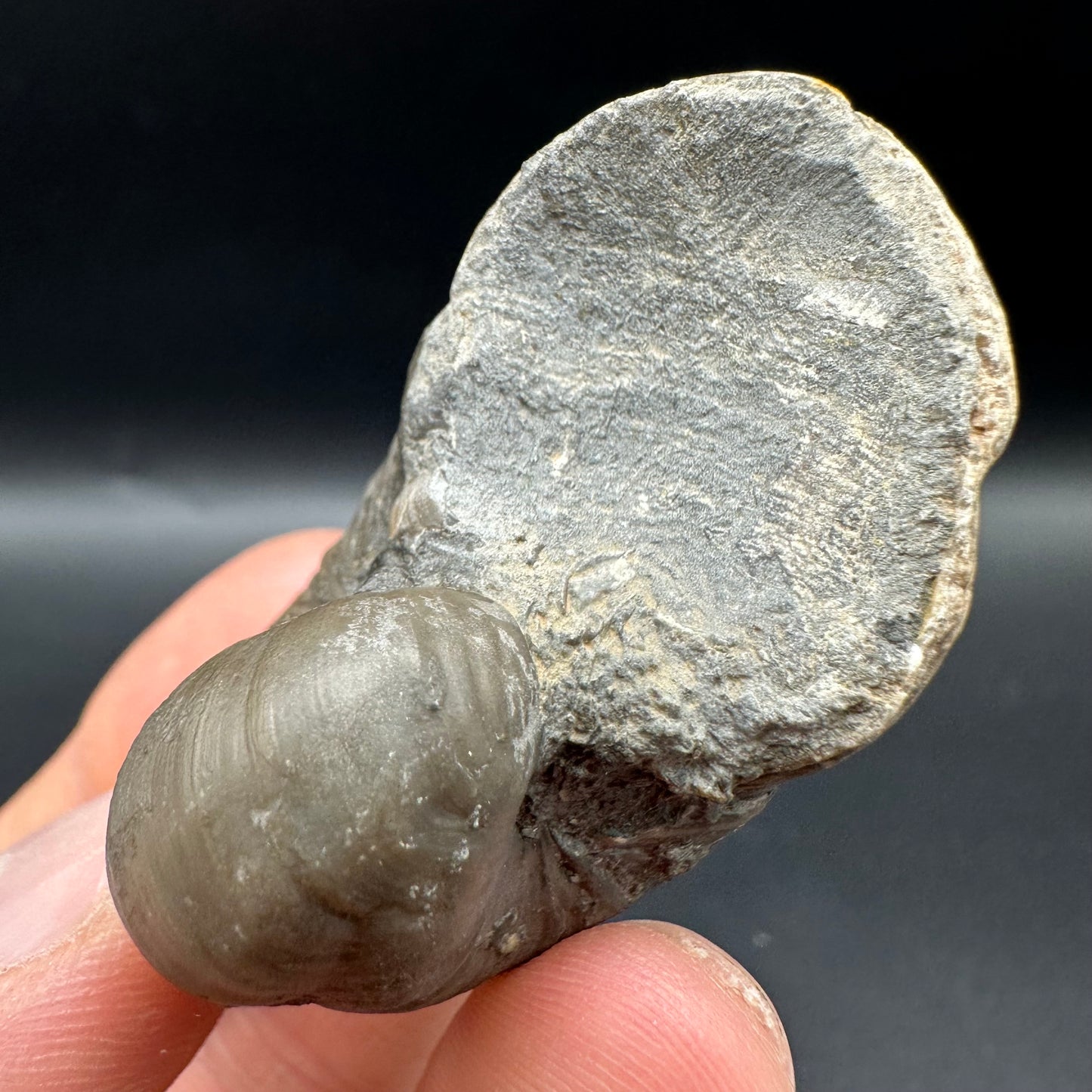 Gryphaea shell fossil with box and stand - Whitby, North Yorkshire, Jurassic Coast, Yorkshire Fossils found on the Jurassic Coast