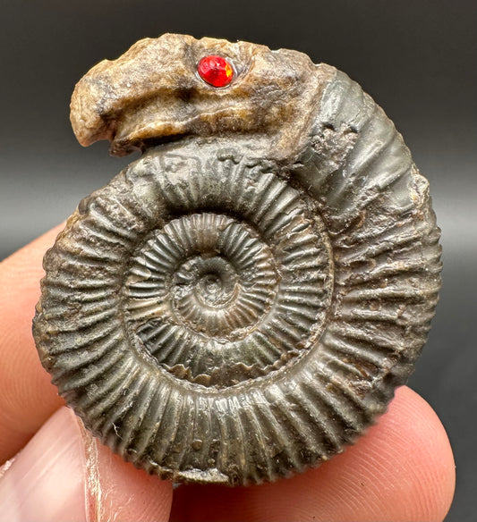 Snakestone Ammonite Fossil With Bag/Box And Stand - Whitby, North Yorkshire Jurassic Coast Yorkshire Fossils