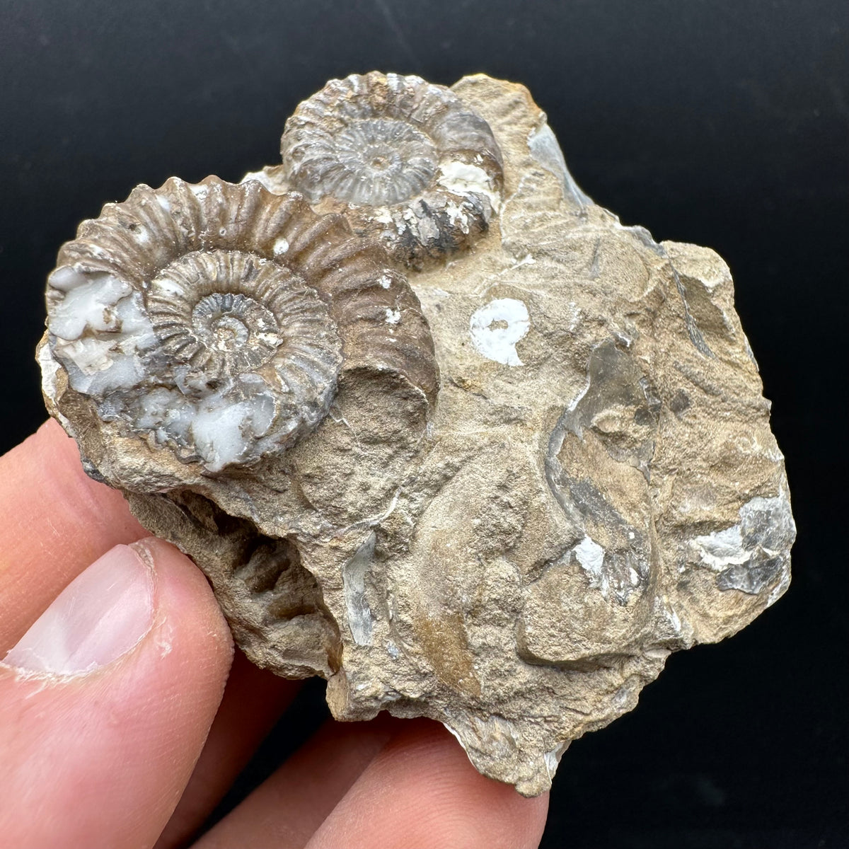 Androgynoceras capricornus Ammonite Fossil With Stand - Whitby, North Yorkshire Jurassic Coast Yorkshire Fossils
