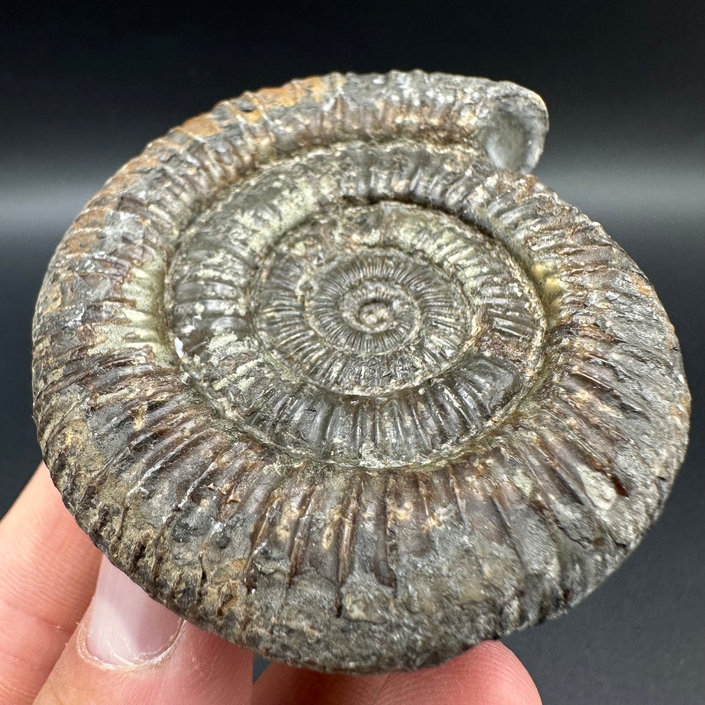 Dactylioceras Ammonite Fossil With Box And Stand - Whitby, North Yorkshire Jurassic Coast Yorkshire Fossils