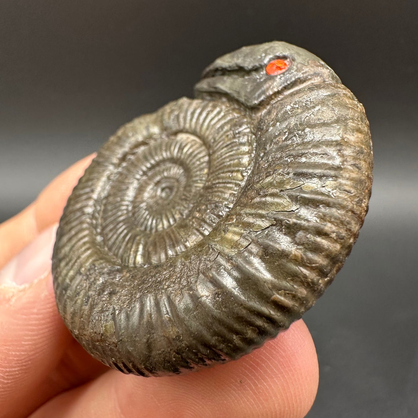 Snakestone Ammonite Fossil With Bag/Box And Stand - Whitby, North Yorkshire Jurassic Coast Yorkshire Fossils