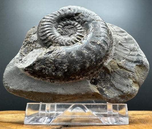 Grammoceras thoaurense Ammonite shell fossil with box and stand - Whitby, North Yorkshire, Yorkshire Fossils from the Jurassic Coast