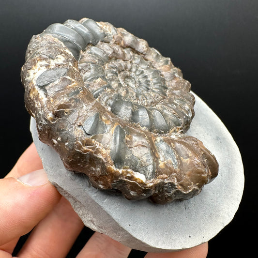 Androgynoceras maculatum ammonite fossil with box and stand - Whitby, North Yorkshire Jurassic Coast Yorkshire Fossils
