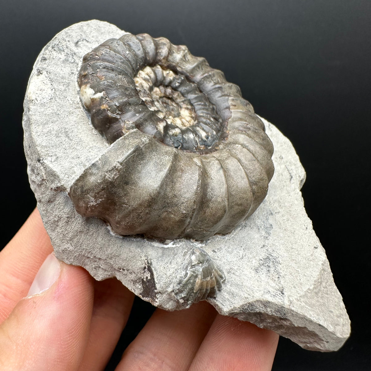 Androgynoceras maculatum ammonite fossil with box and stand - Whitby, North Yorkshire Jurassic Coast Yorkshire Fossils