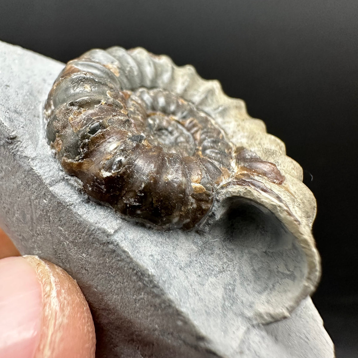 Androgynoceras maculatum ammonite fossil with box and stand - Whitby, North Yorkshire Jurassic Coast Yorkshire Fossils
