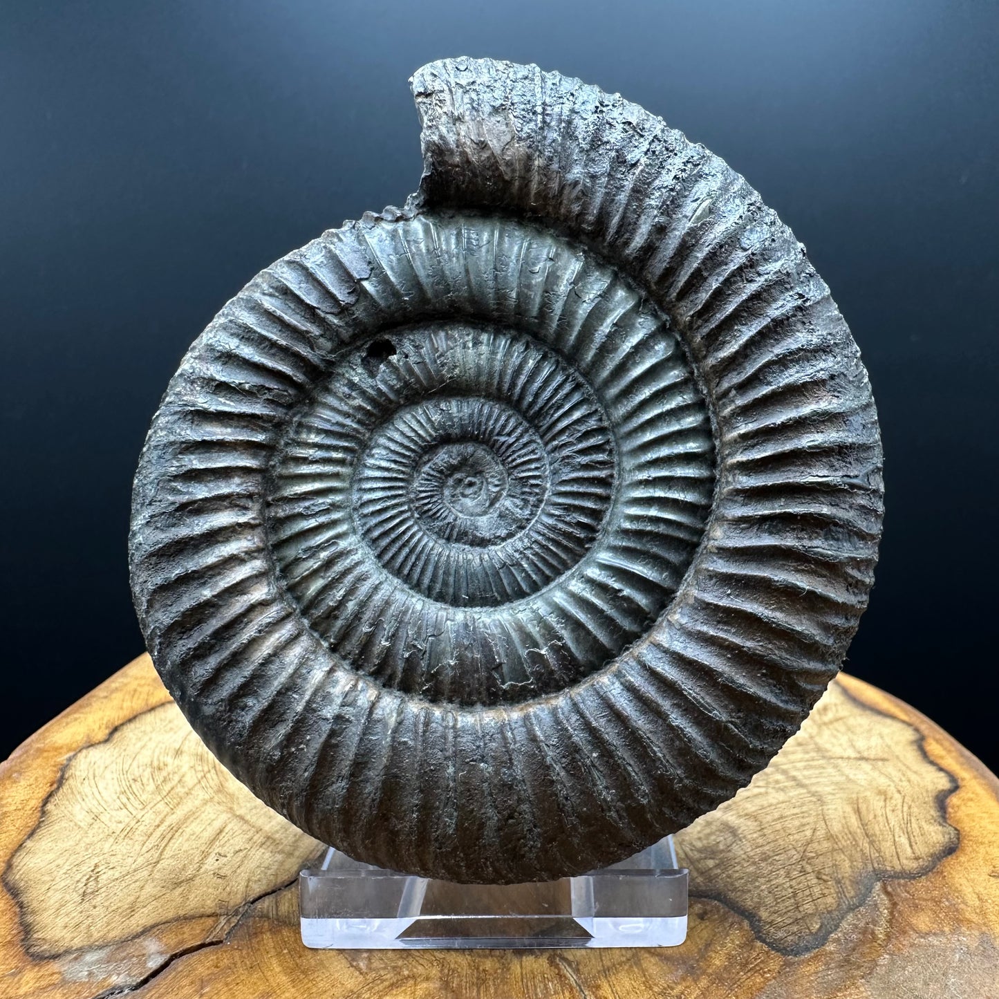 Dactylioceras Ammonite Fossil With box and Stand - Whitby, North Yorkshire Jurassic Coast Yorkshire Fossils