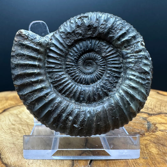 Dactylioceras Ammonite Fossil With box and Stand - Whitby, North Yorkshire Jurassic Coast Yorkshire Fossils