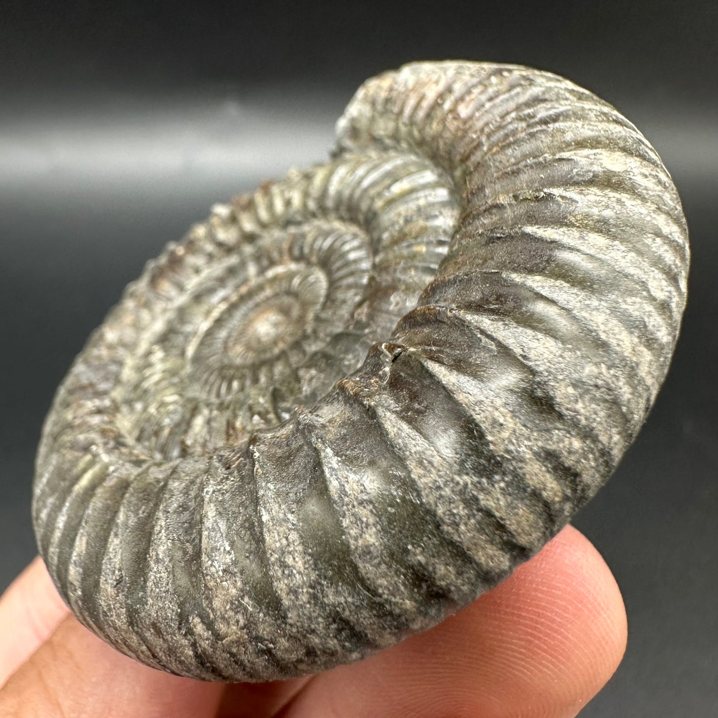 Dactylioceras Ammonite Fossil With Box And Stand - Whitby, North Yorkshire Jurassic Coast Yorkshire Fossils