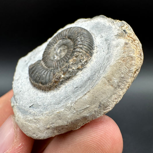 Dactylioceras Ammonite Fossil With Box And Stand - Whitby, North Yorkshire Jurassic Coast Yorkshire Fossils