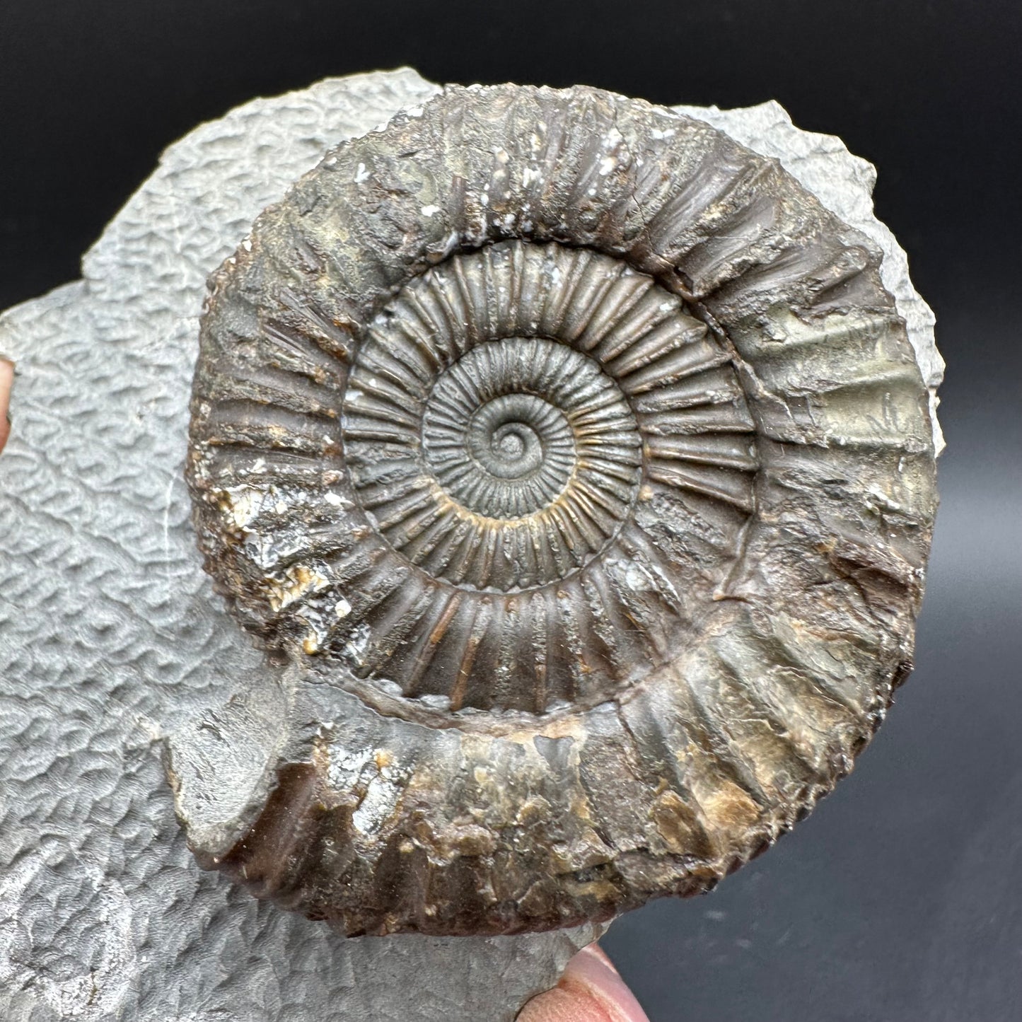 Dactylioceras Ammonite Fossil With box and Stand - Whitby, North Yorkshire Jurassic Coast Yorkshire Fossils