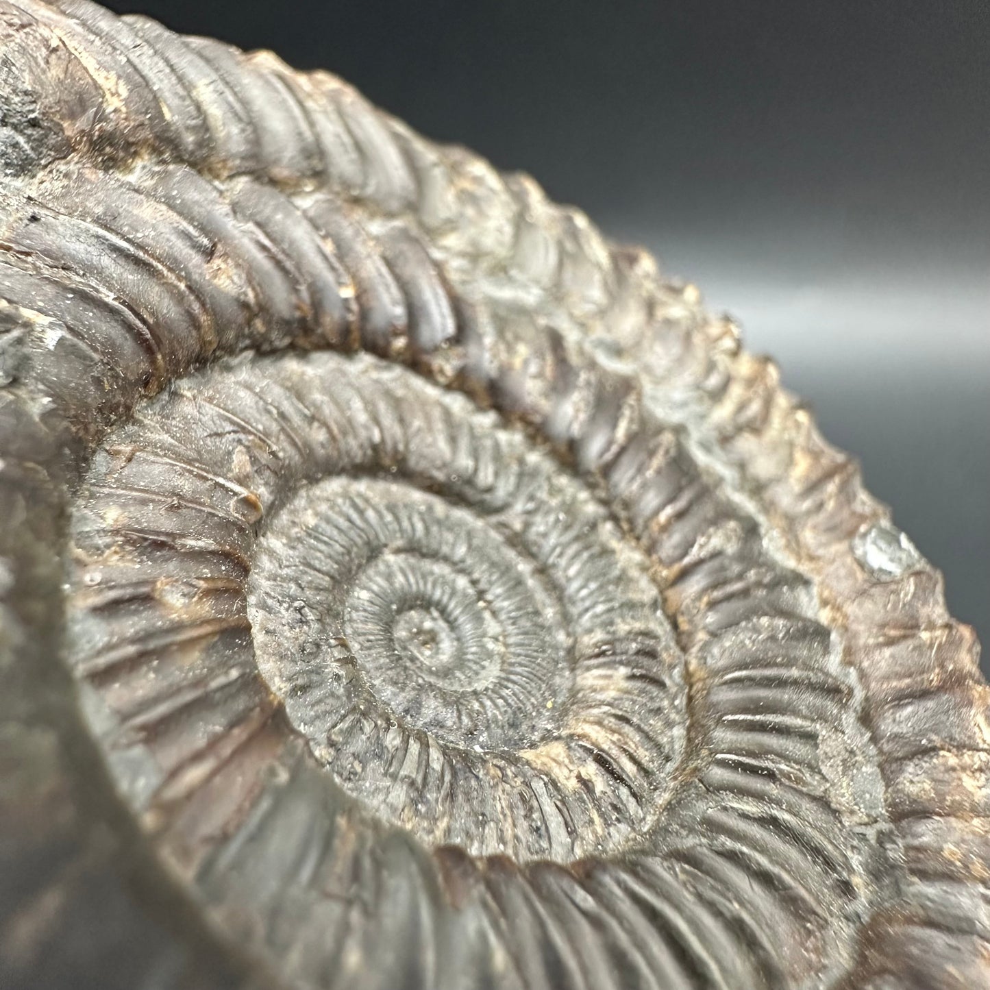 Dactylioceras Ammonite Fossil With Box And Stand - Whitby, North Yorkshire Jurassic Coast Yorkshire Fossils