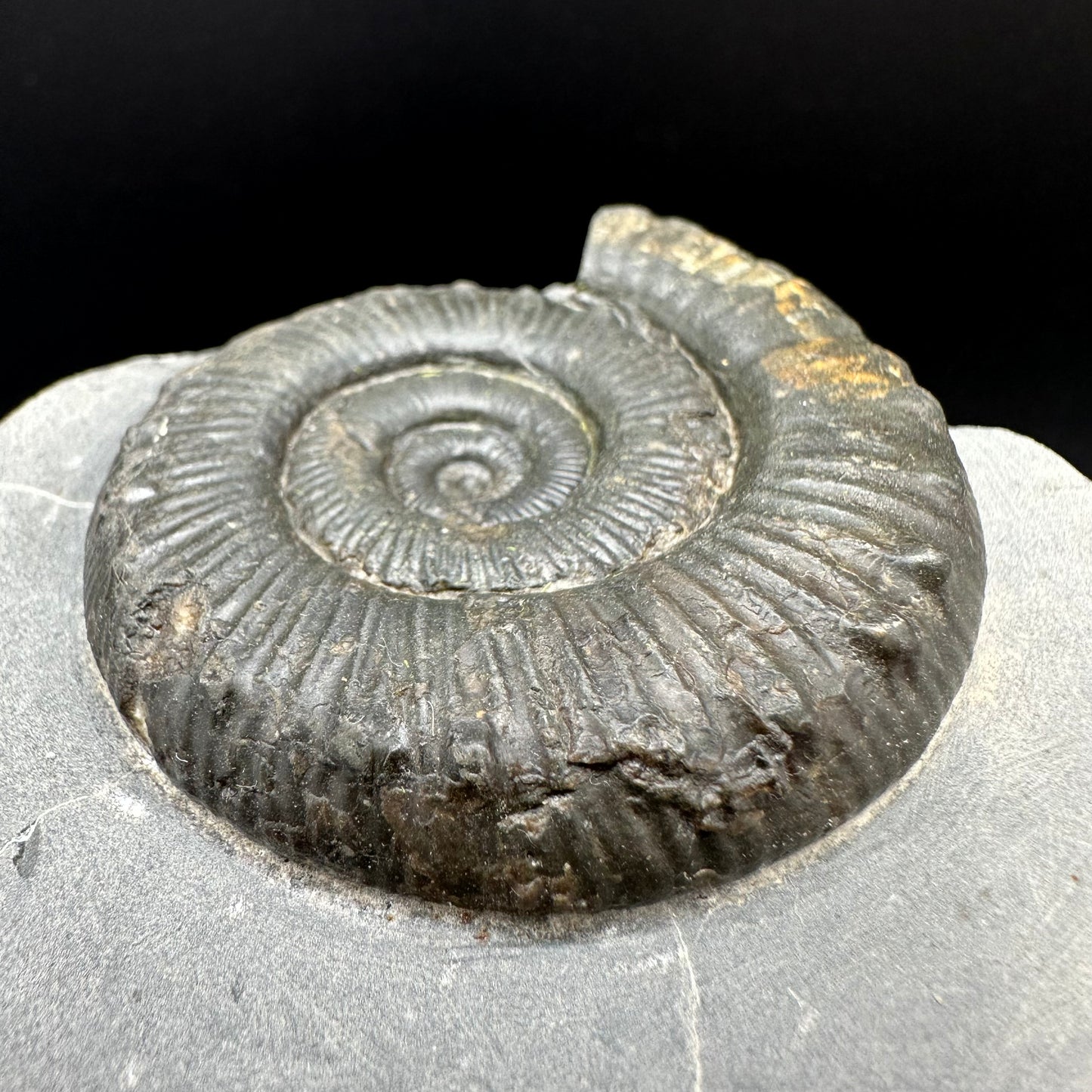 Peronoceras fibulatum Ammonite fossil with box and stand - Whitby, North Yorkshire Jurassic Coast Yorkshire Fossils