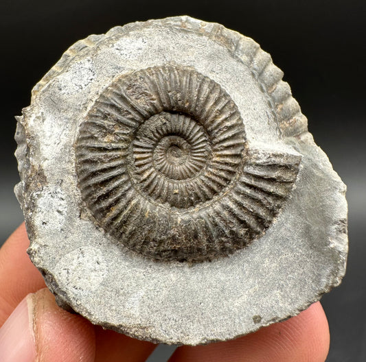 Dactylioceras Ammonite Fossil With Box And Stand - Whitby, North Yorkshire Jurassic Coast Yorkshire Fossils