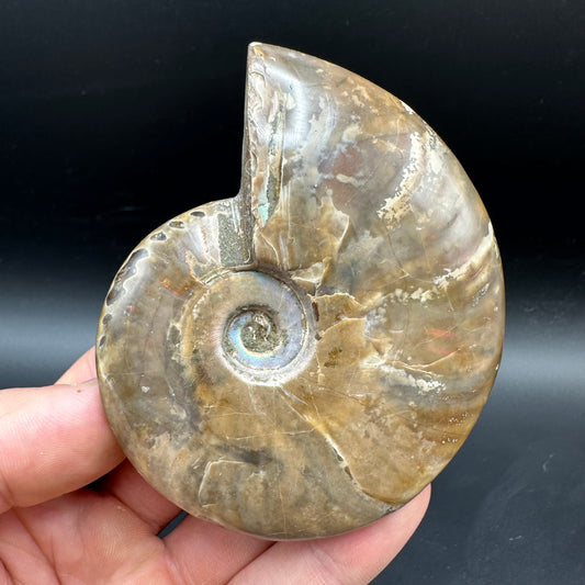Cleoniceras Ammonite Fossil With Box And Stand - Cretaceous Ammonite Madagascar