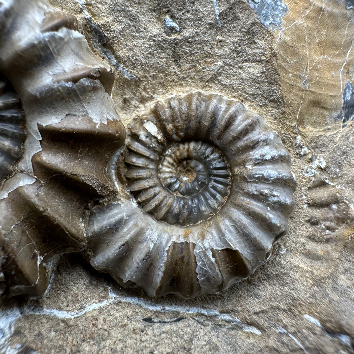 Androgynoceras capricornus Ammonite Fossil With Stand - Whitby, North Yorkshire Jurassic Coast Yorkshire Fossils