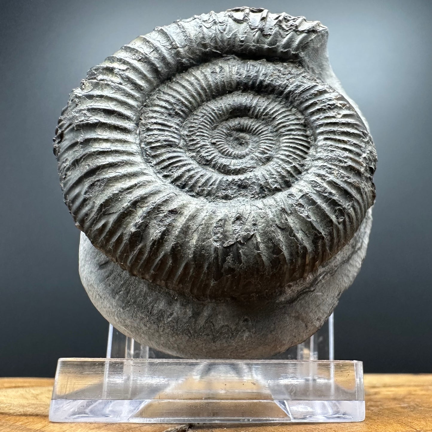 Dactylioceras Ammonite Fossil With box and Stand - Whitby, North Yorkshire Jurassic Coast Yorkshire Fossils