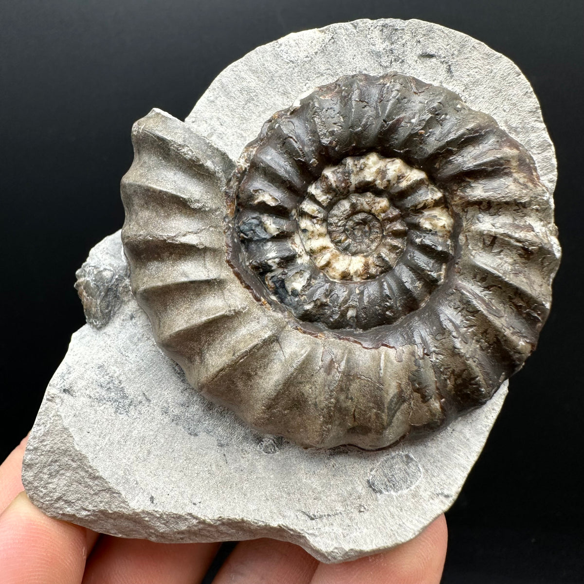 Androgynoceras maculatum ammonite fossil with box and stand - Whitby, North Yorkshire Jurassic Coast Yorkshire Fossils