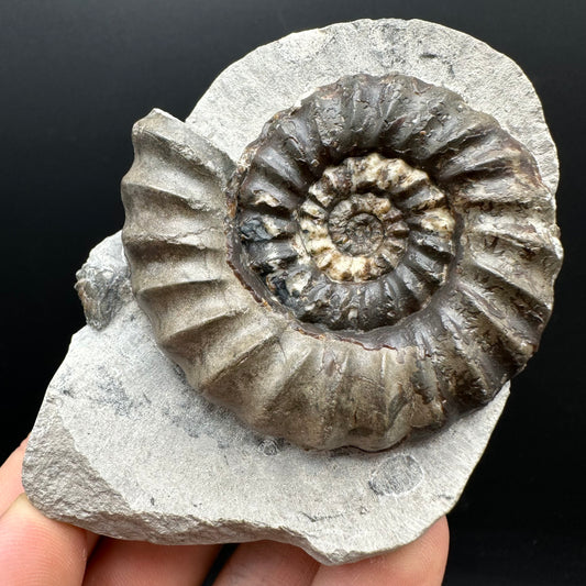 Androgynoceras maculatum ammonite fossil with box and stand - Whitby, North Yorkshire Jurassic Coast Yorkshire Fossils