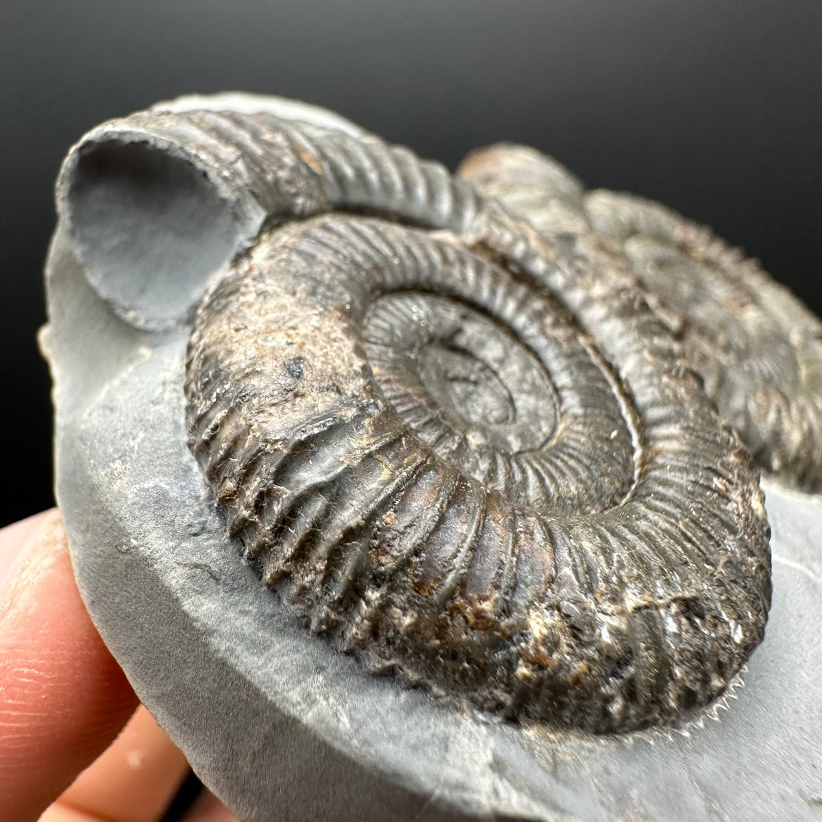 Dactylioceras Ammonite Fossil With Stand - Whitby, North Yorkshire Jurassic Coast Yorkshire Fossils