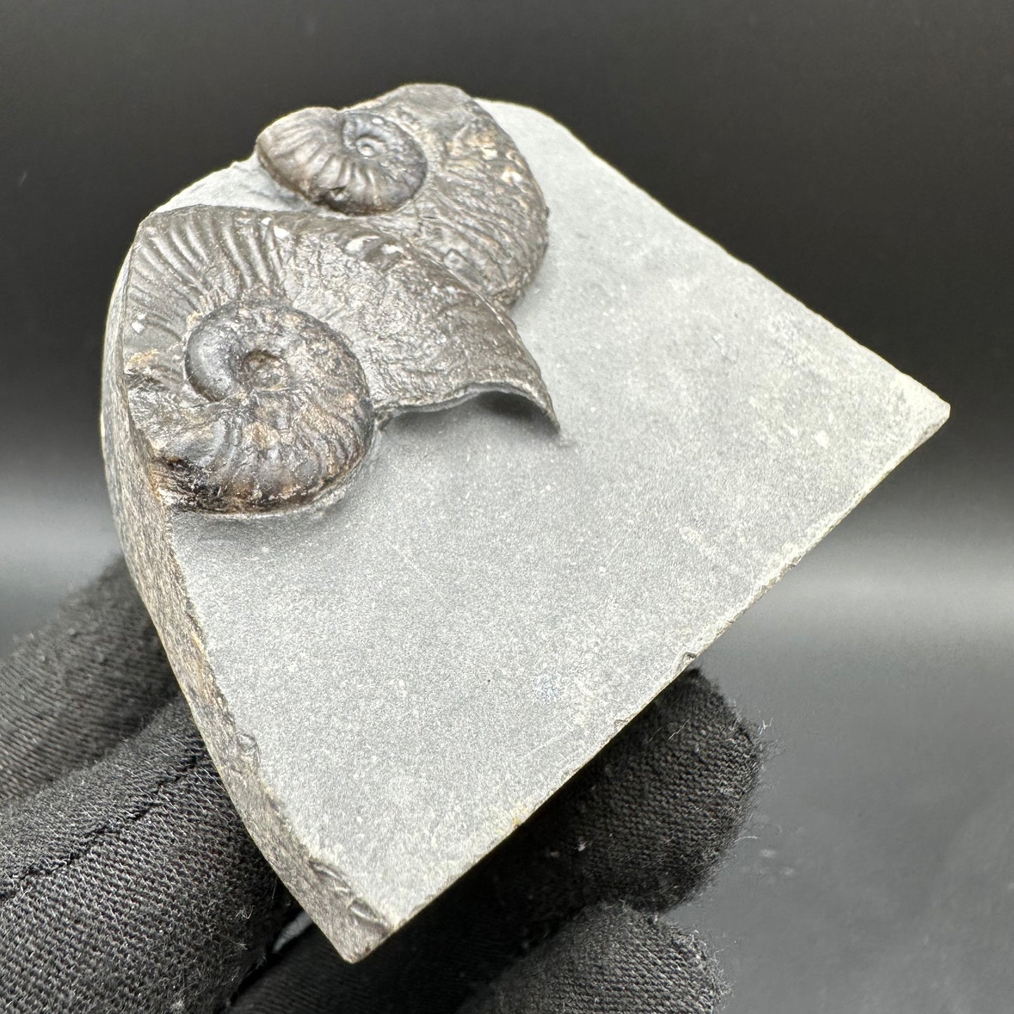 Cleviceras sp. ammonite shell fossil with stand - Whitby, North Yorkshire Jurassic Coast Yorkshire Fossils