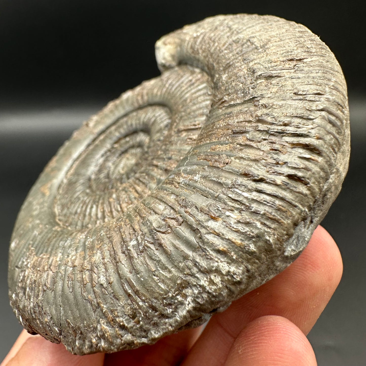 Dactylioceras semicelatum ammonite fossil with box and stand - Whitby, North Yorkshire Jurassic Coast Yorkshire Fossils