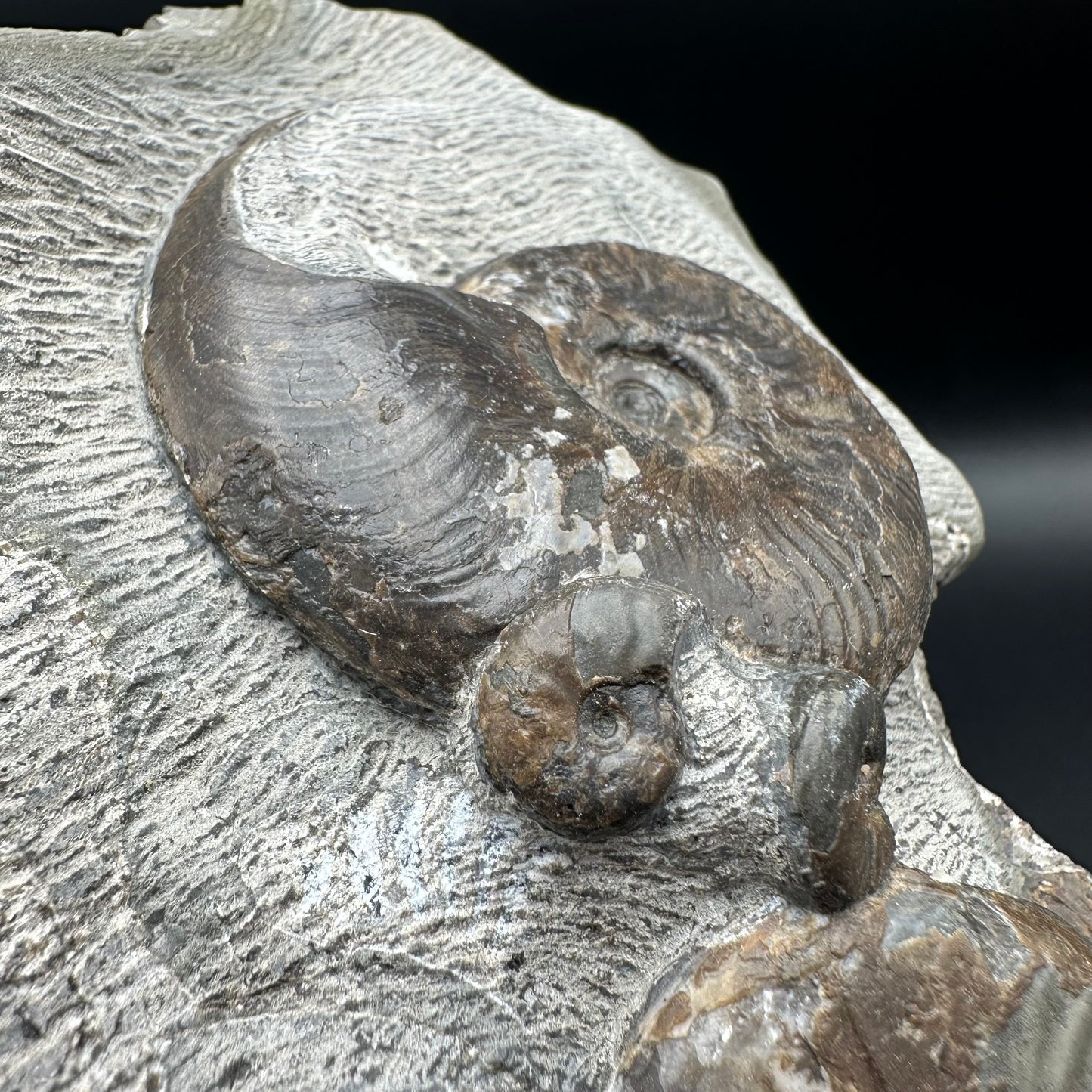 Eleganticeras Elegantulum ammonite fossil - Whitby, North Yorkshire Jurassic Coast, Yorkshire Fossils