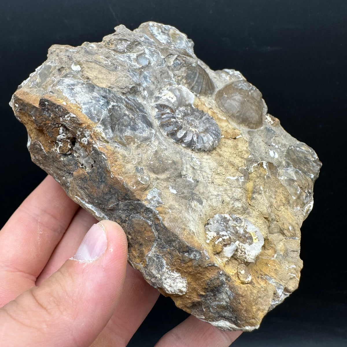 Androgynoceras capricornus Ammonite Fossil With Stand - Whitby, North Yorkshire Jurassic Coast Yorkshire Fossils