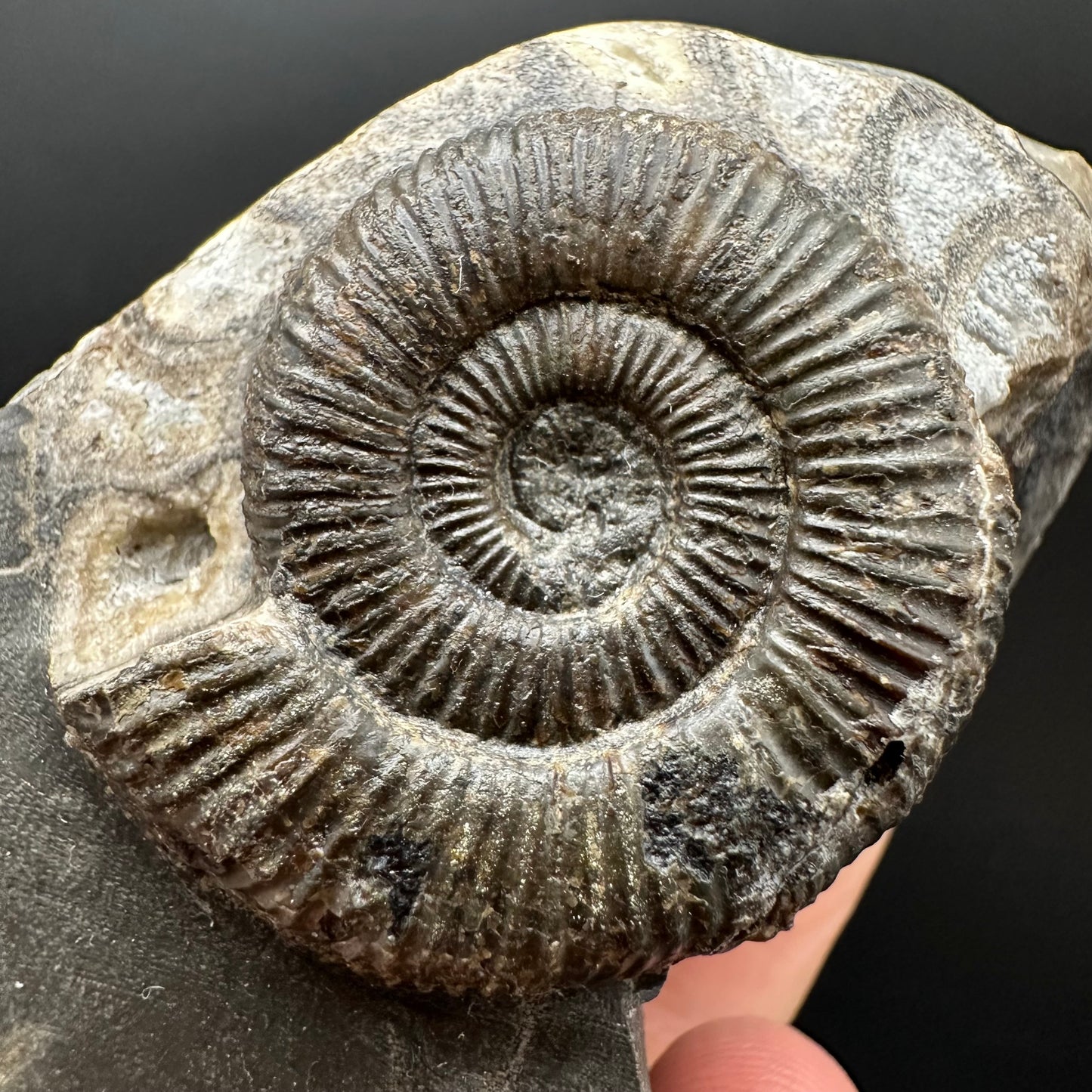Dactylioceras Ammonite Fossil Gift Set - Whitby, North Yorkshire Jurassic Coast Yorkshire Fossils