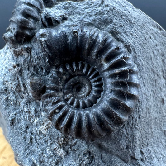Promicroceras Ammonite shell fossil with box and stand - Whitby, North Yorkshire Jurassic Coast Yorkshire Fossils