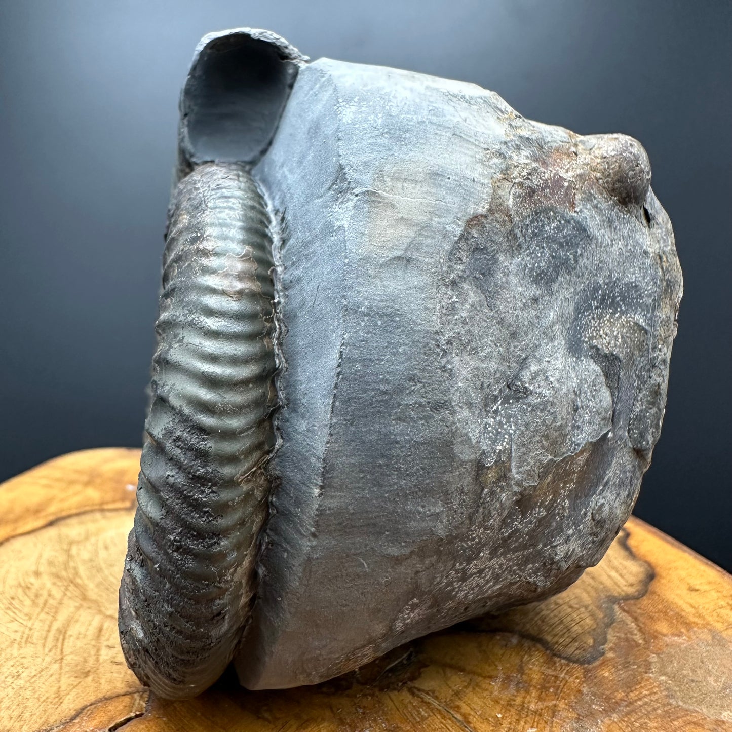 Dactylioceras Ammonite Fossil With box and Stand - Whitby, North Yorkshire Jurassic Coast Yorkshire Fossils