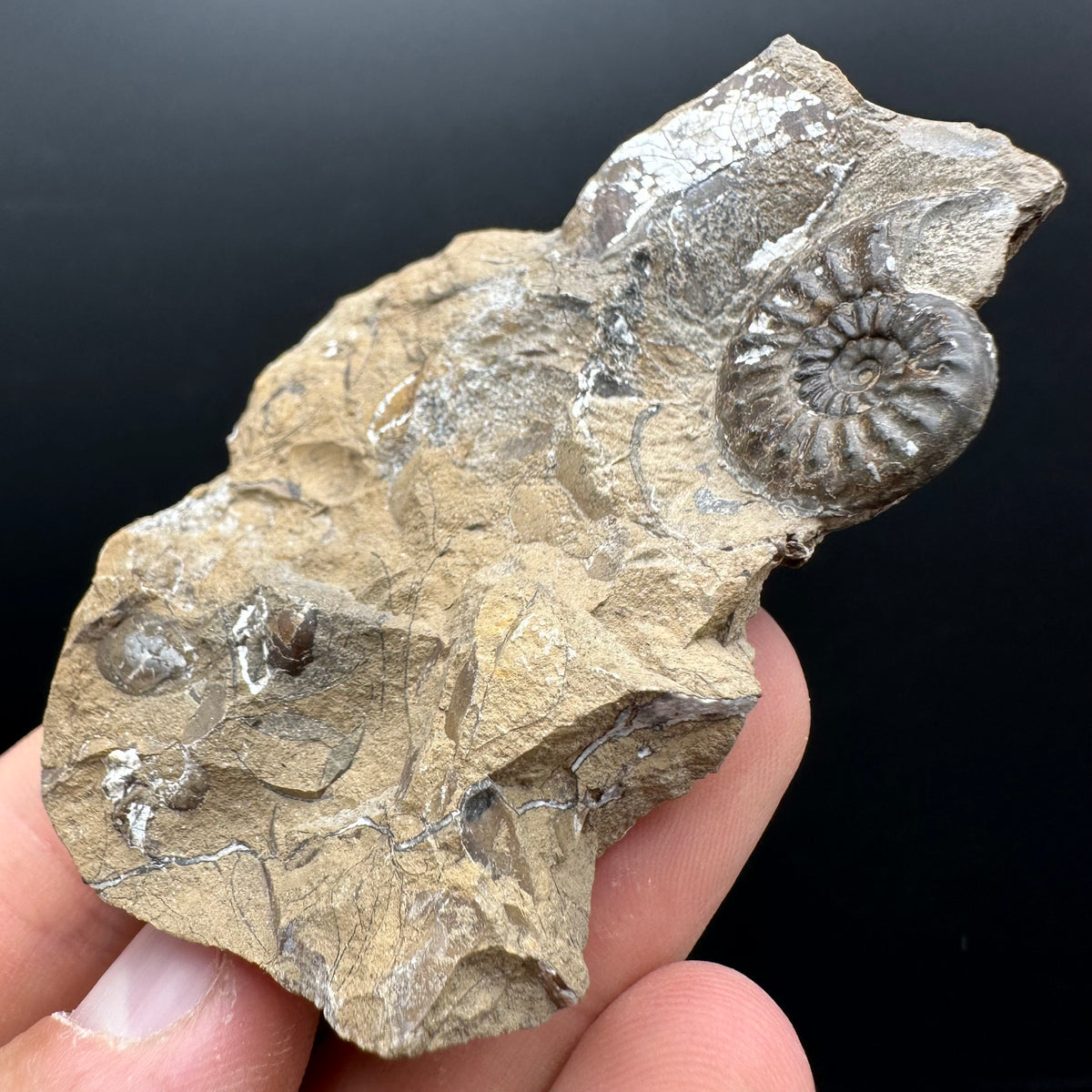 Amaltheus subnodosus Ammonite fossil with stand - Whitby, North Yorkshire Jurassic Coast Yorkshire Fossils