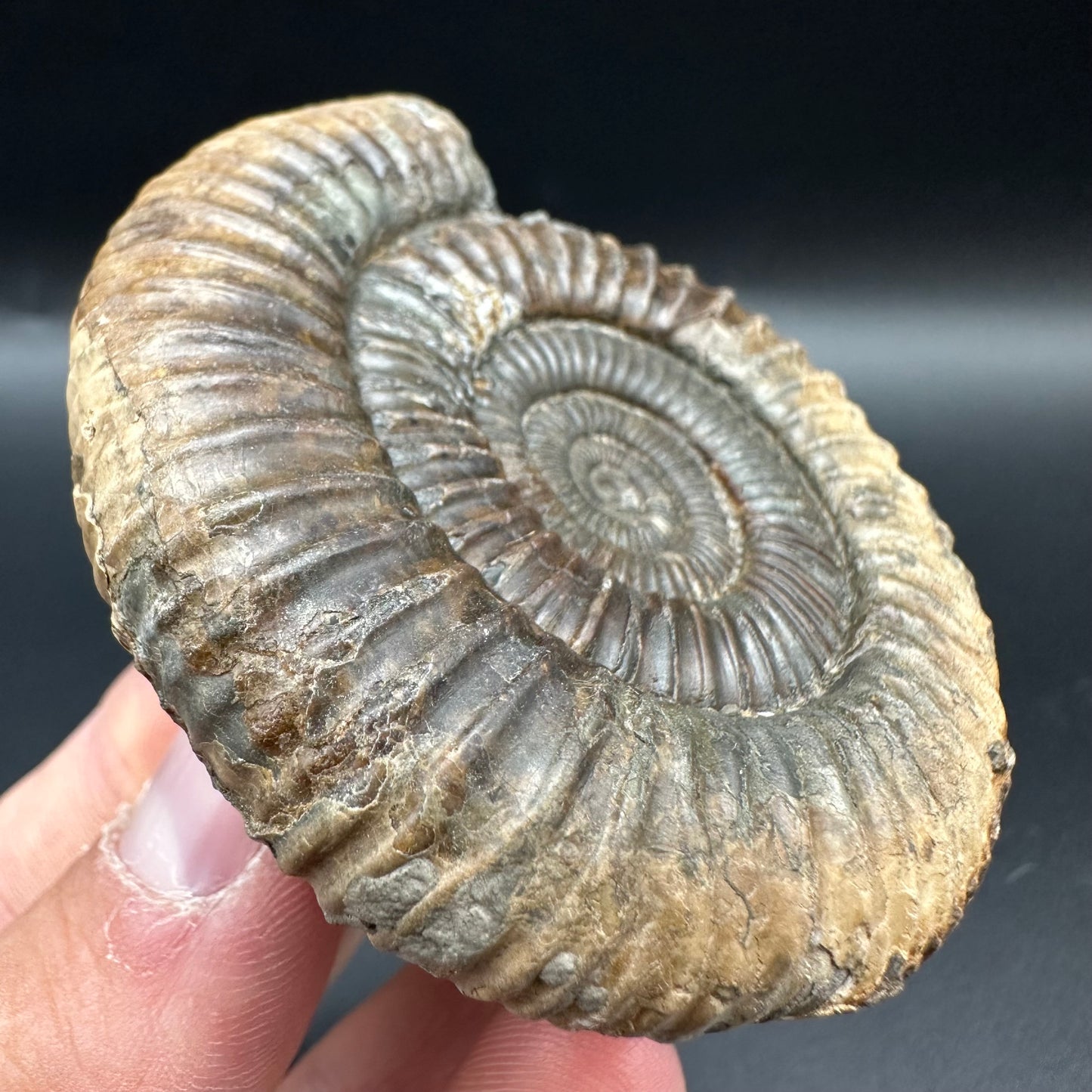Fully Shelled Dactylioceras Ammonite Fossil With Box And Stand - Whitby, North Yorkshire Jurassic Coast Yorkshire Fossils